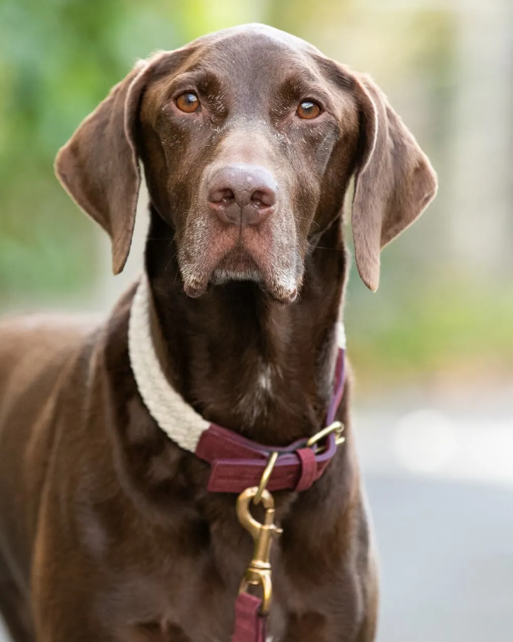 Flat Rope and Leather Dog Collar - Burgundy,